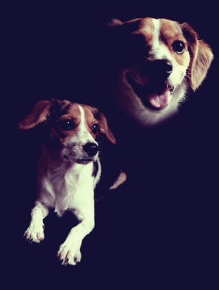 Illustration for article titled Shooting Challenge Pets Gallery 4